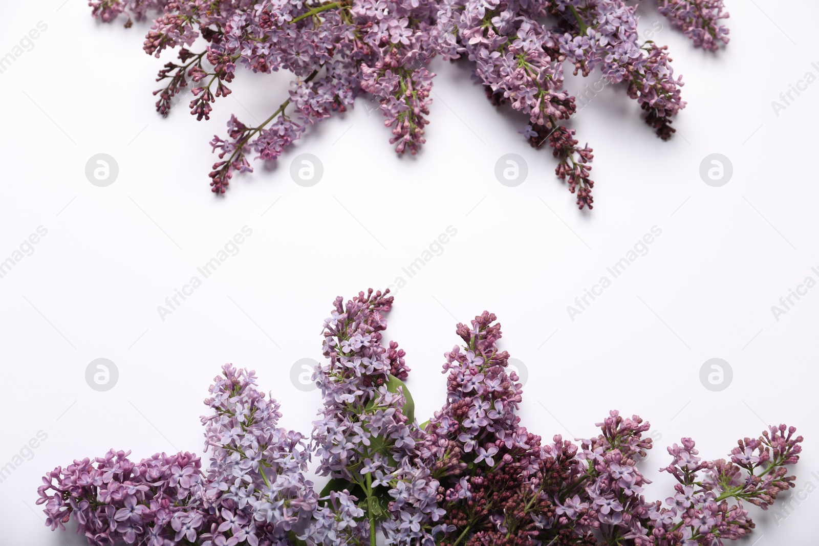 Beautiful lilac flowers on white background, flat lay. Space for text Photo of Beautiful lilac flowers on white background, flat lay. Space for text