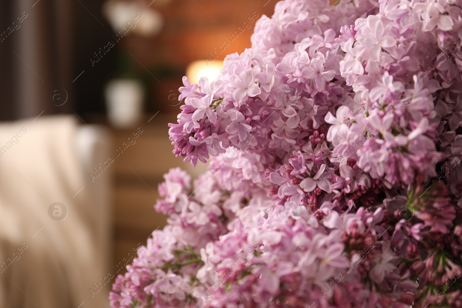 Beautiful lilac flowers at home, closeup. Space for text Photo of Beautiful lilac flowers at home, closeup. Space for text
