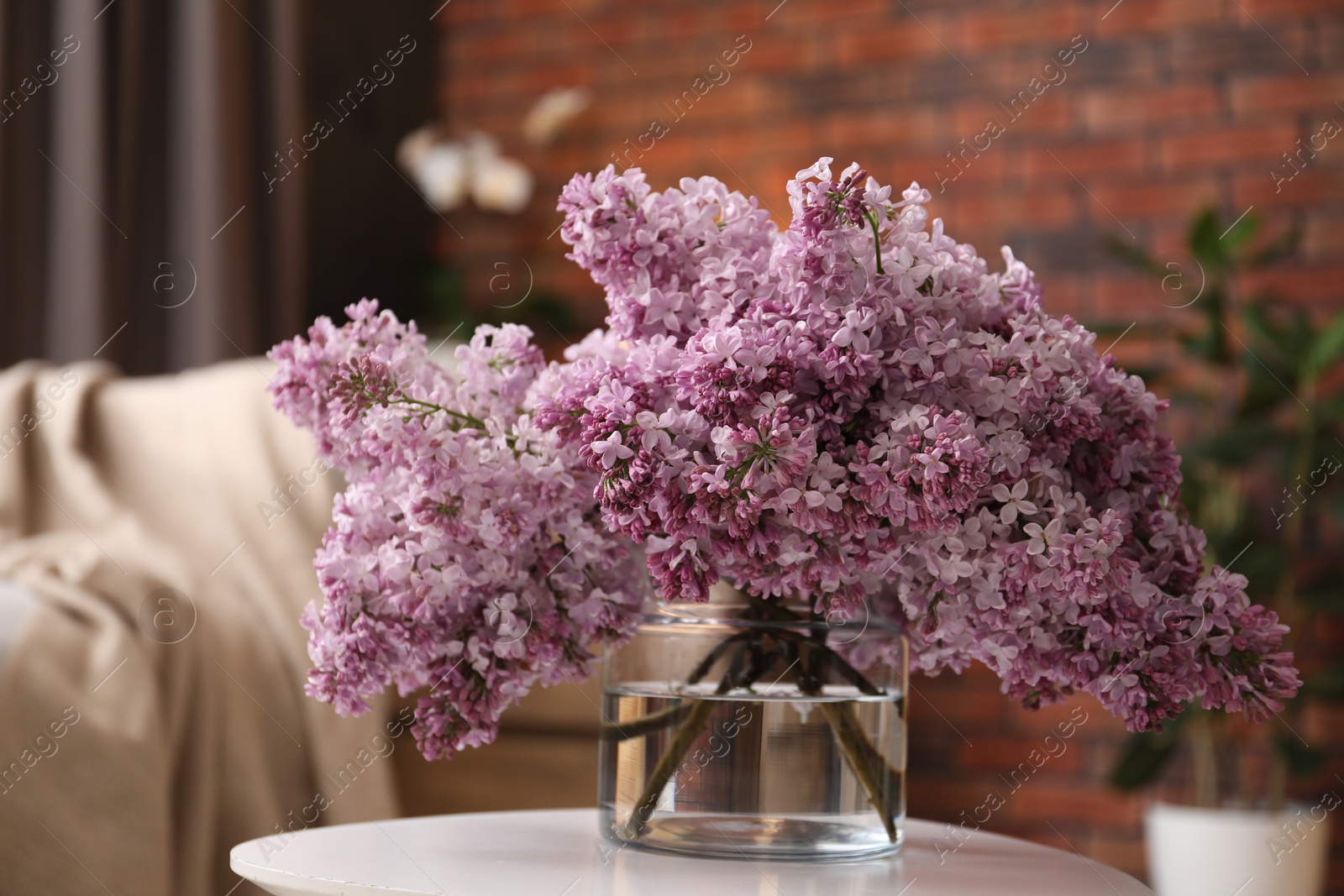 Beautiful lilac flowers in vase on table indoors Photo of Beautiful lilac flowers in vase on table indoors