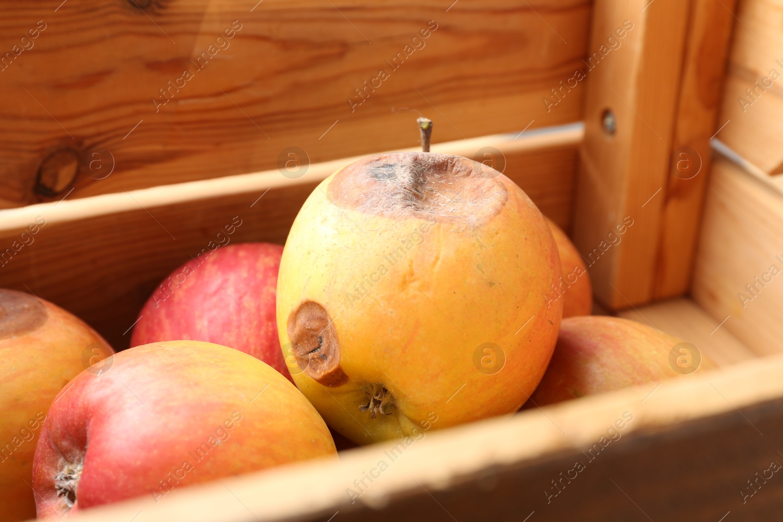 Damaged and rotten apples in wooden crate, closeup Photo of Damaged and rotten apples in wooden crate, closeup