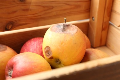 Photo of Damaged and rotten apples in wooden crate, closeup