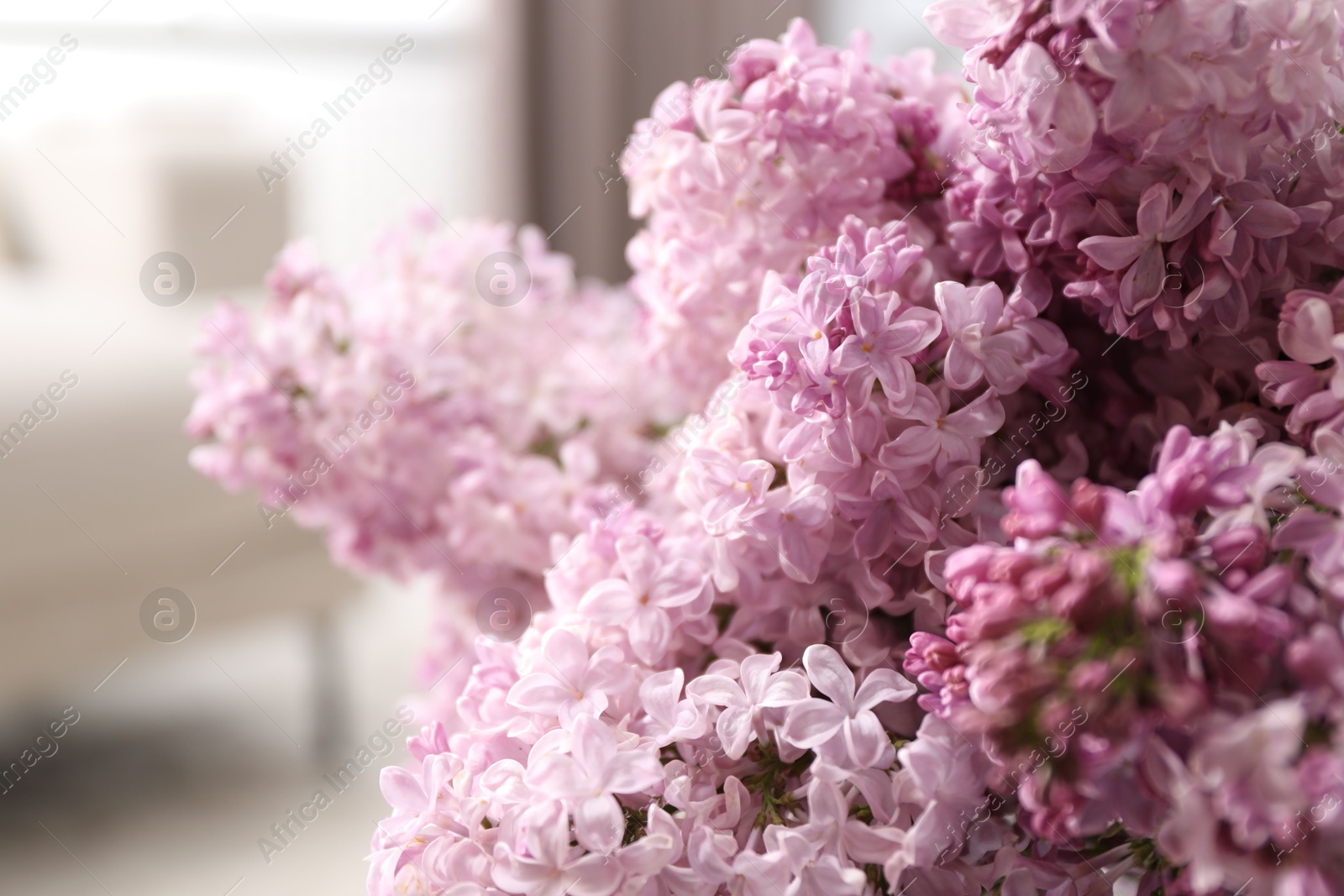 Beautiful lilac flowers on blurred background, closeup. Space for text Photo of Beautiful lilac flowers on blurred background, closeup. Space for text