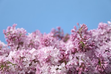 Photo of Beautiful lilac flowers on light blue background, closeup