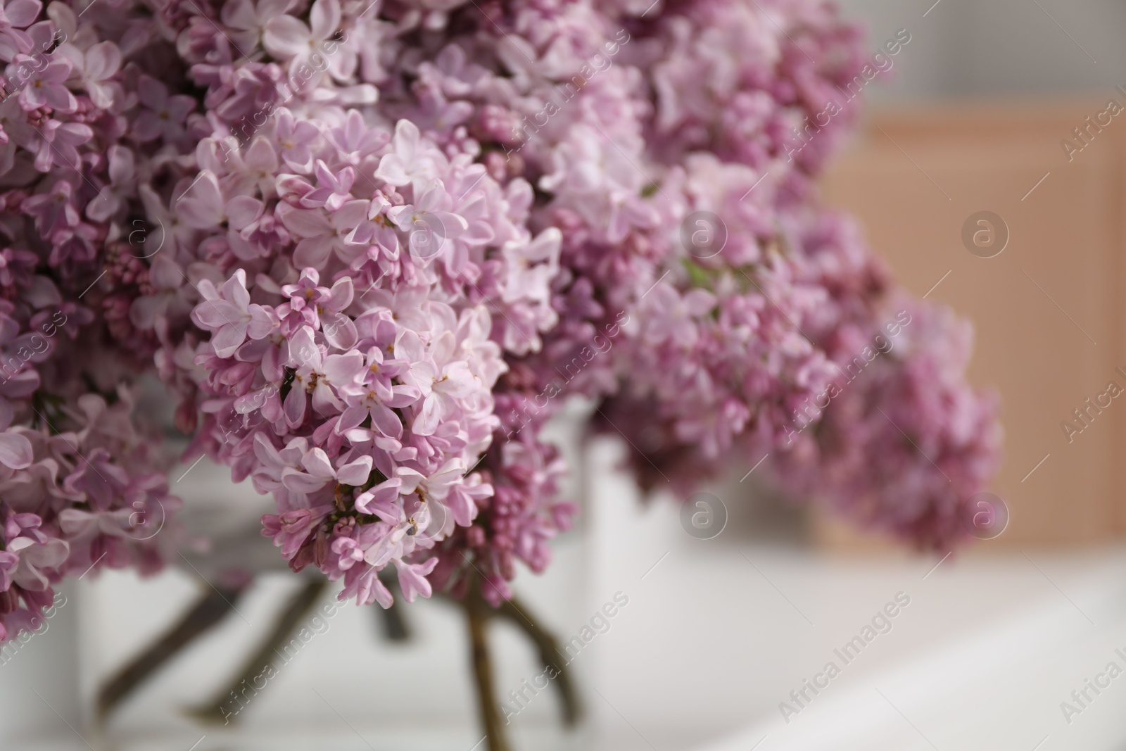Beautiful lilac flowers in vase indoors, closeup. Space for text Photo of Beautiful lilac flowers in vase indoors, closeup. Space for text