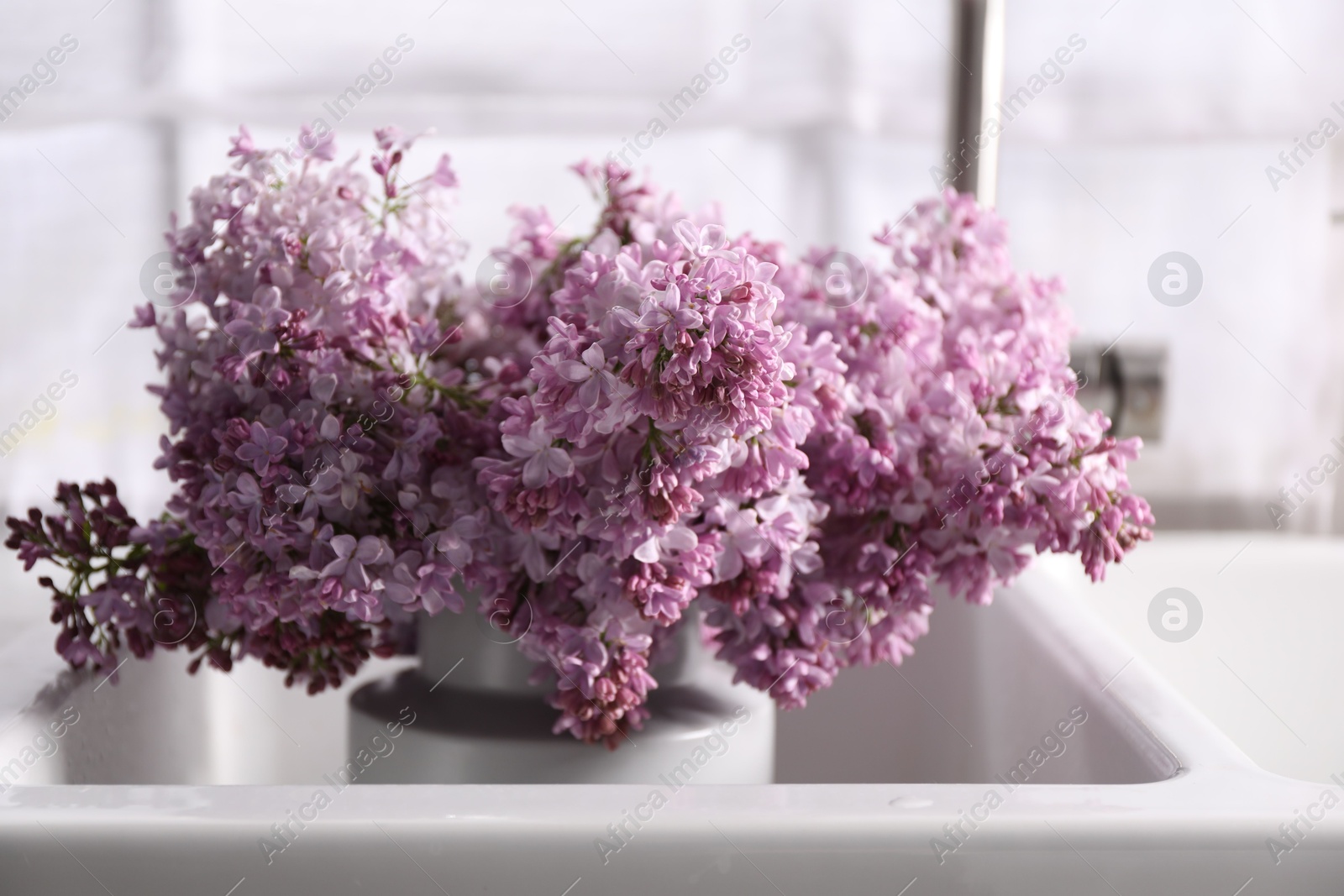 Beautiful lilac flowers in kitchen sink indoors, closeup Photo of Beautiful lilac flowers in kitchen sink indoors, closeup