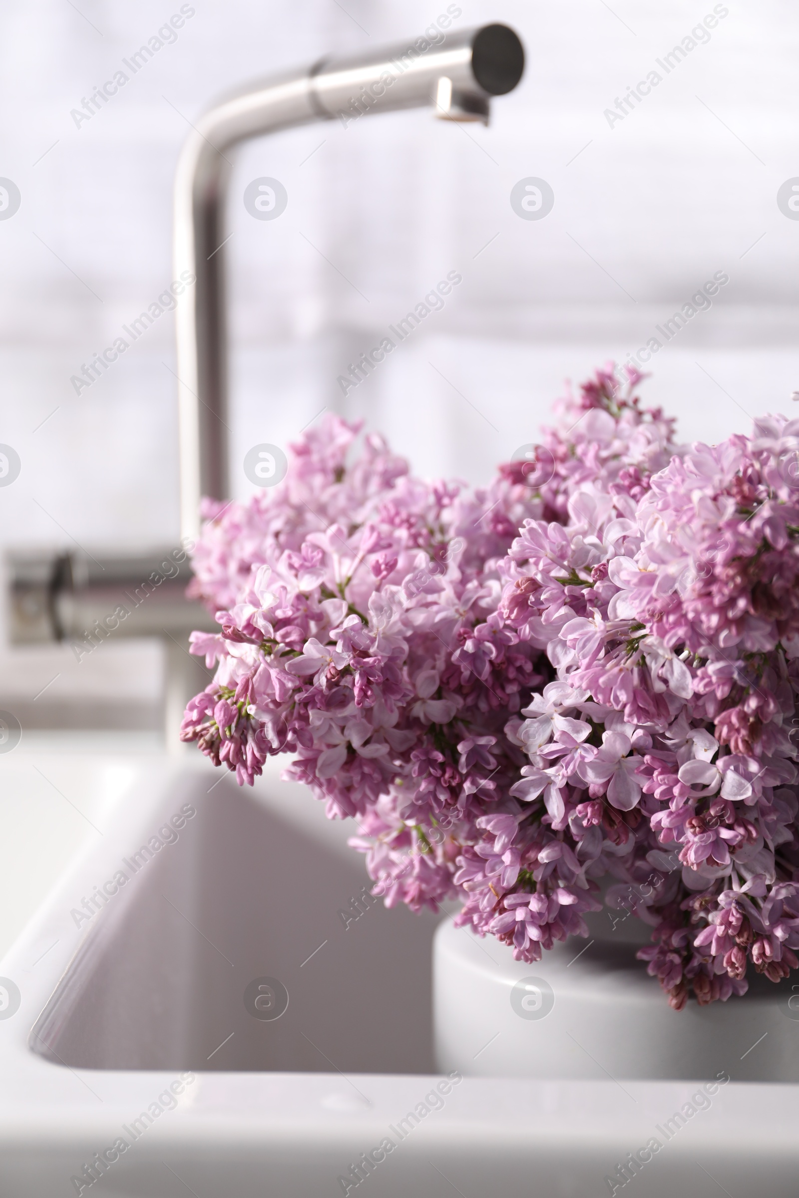 Beautiful lilac flowers in kitchen sink indoors, closeup Photo of Beautiful lilac flowers in kitchen sink indoors, closeup