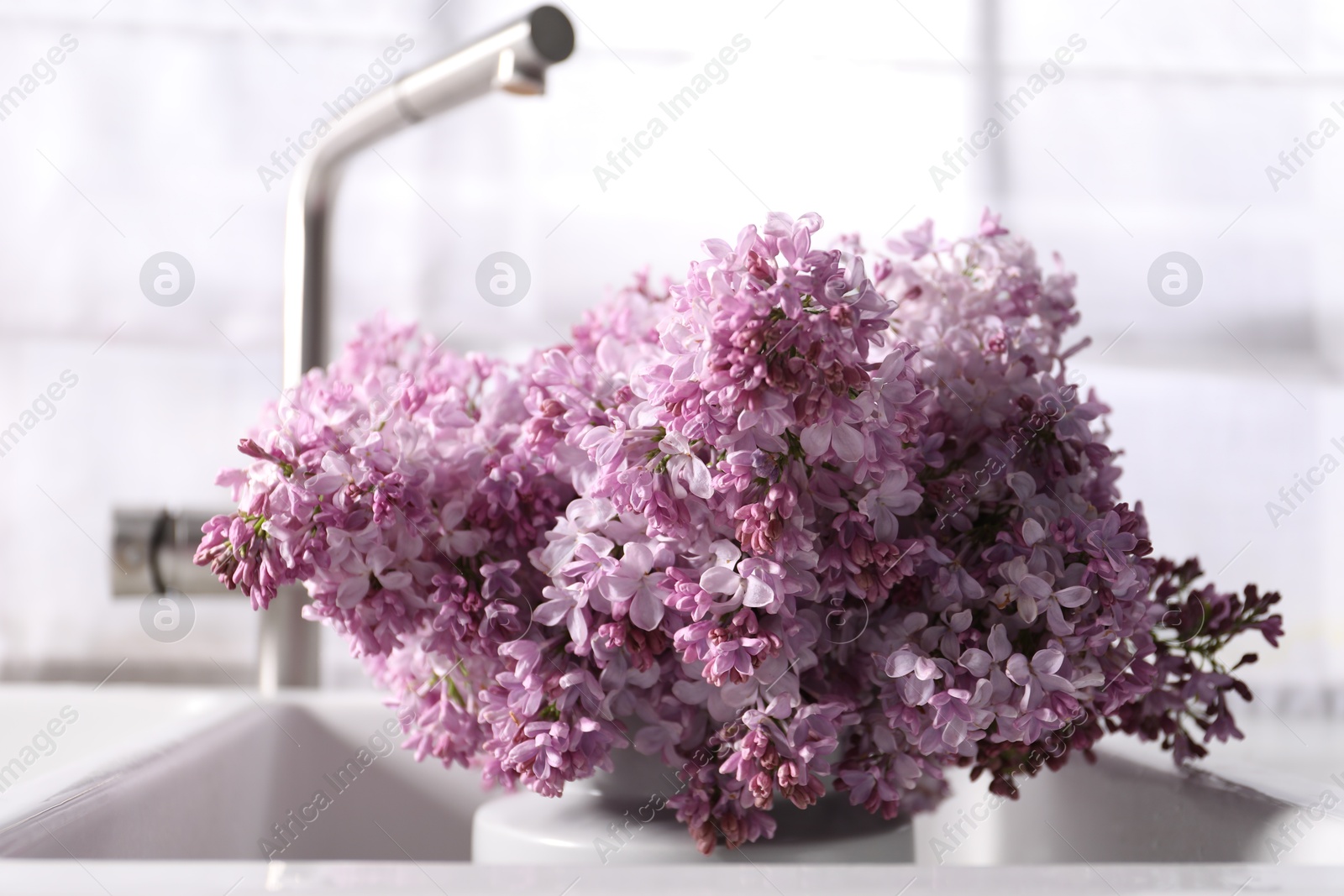Beautiful lilac flowers in kitchen sink indoors, closeup Photo of Beautiful lilac flowers in kitchen sink indoors, closeup