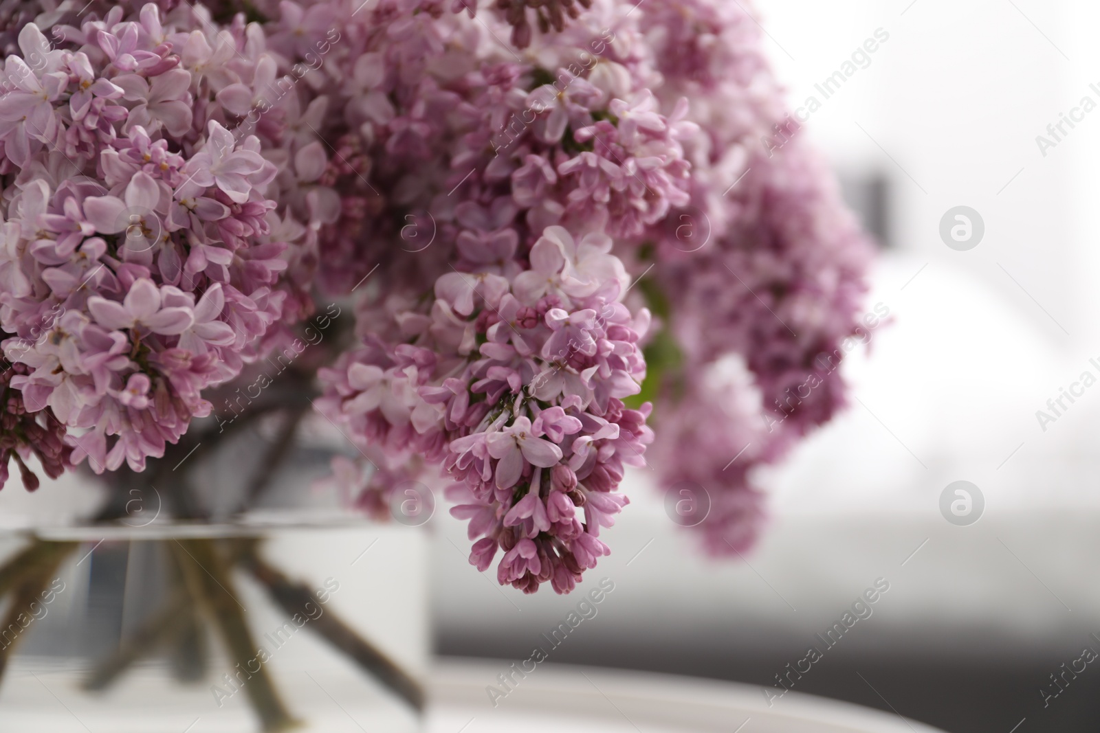Beautiful lilac flowers in glass vase on table indoors, closeup. Space for text Photo of Beautiful lilac flowers in glass vase on table indoors, closeup. Space for text