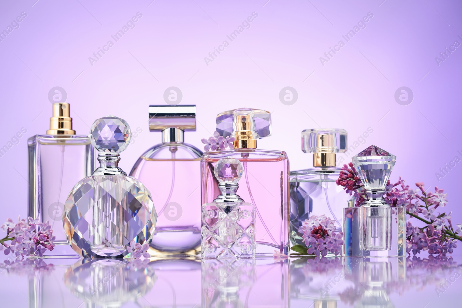 Bottles of perfume and lilac flowers on mirror surface against violet gradient background Photo of Bottles of perfume and lilac flowers on mirror surface against violet gradient background