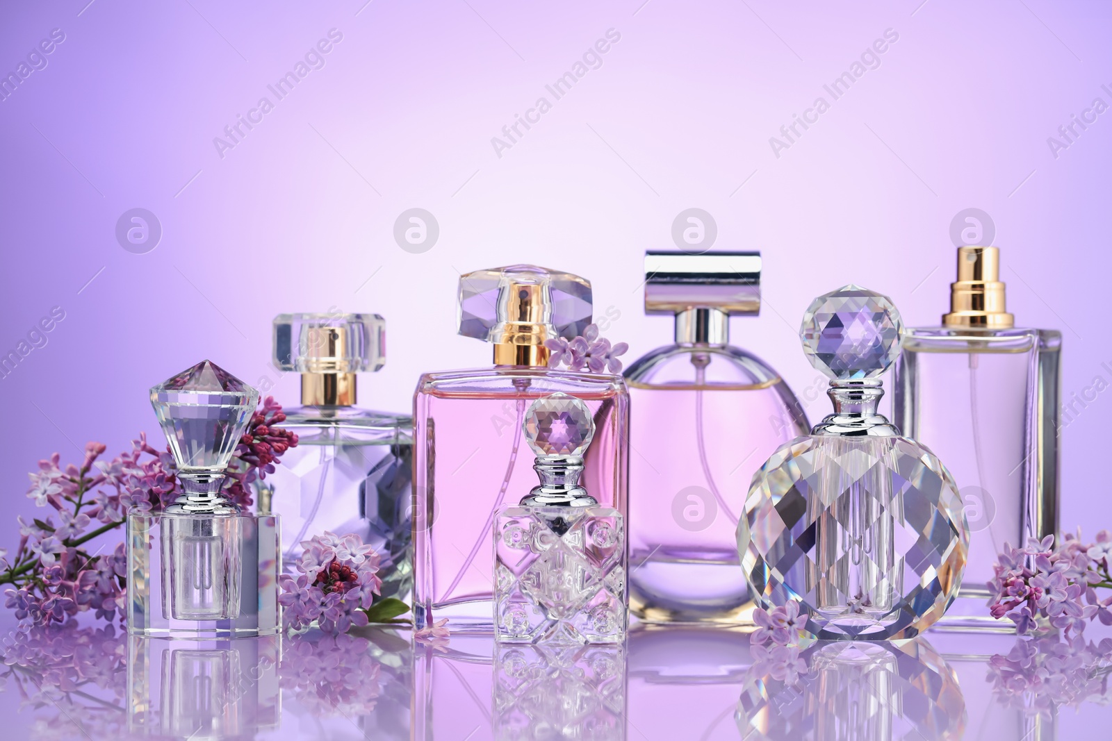Bottles of perfume and lilac flowers on mirror surface against violet gradient background Photo of Bottles of perfume and lilac flowers on mirror surface against violet gradient background