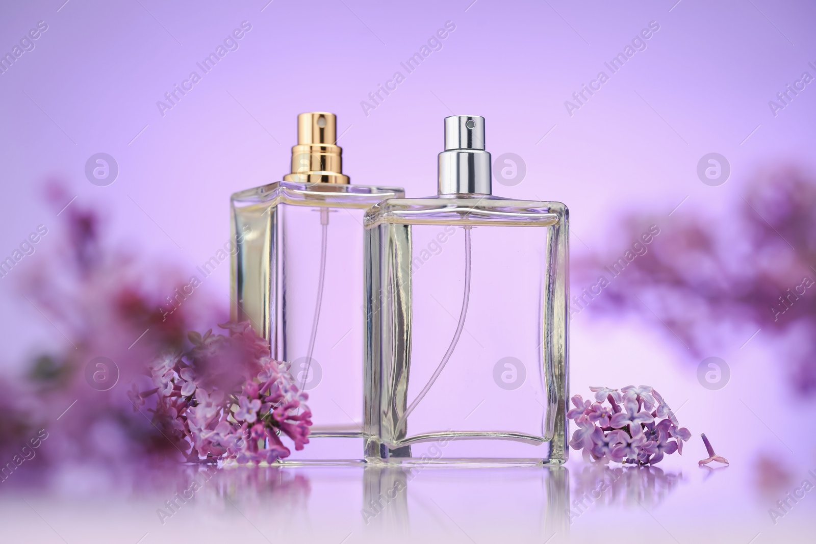 Bottles of perfume and lilac flowers on mirror surface against violet gradient background, selective focus Photo of Bottles of perfume and lilac flowers on mirror surface against violet gradient background, selective focus