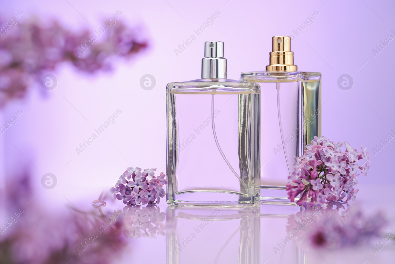 Bottles of perfume and lilac flowers on mirror surface against violet gradient background, selective focus Photo of Bottles of perfume and lilac flowers on mirror surface against violet gradient background, selective focus