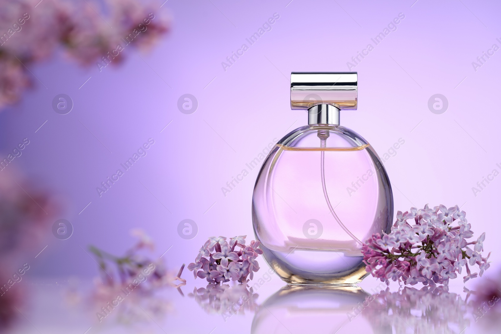 Bottle of perfume and lilac flowers on mirror surface against violet gradient background, selective focus Photo of Bottle of perfume and lilac flowers on mirror surface against violet gradient background, selective focus