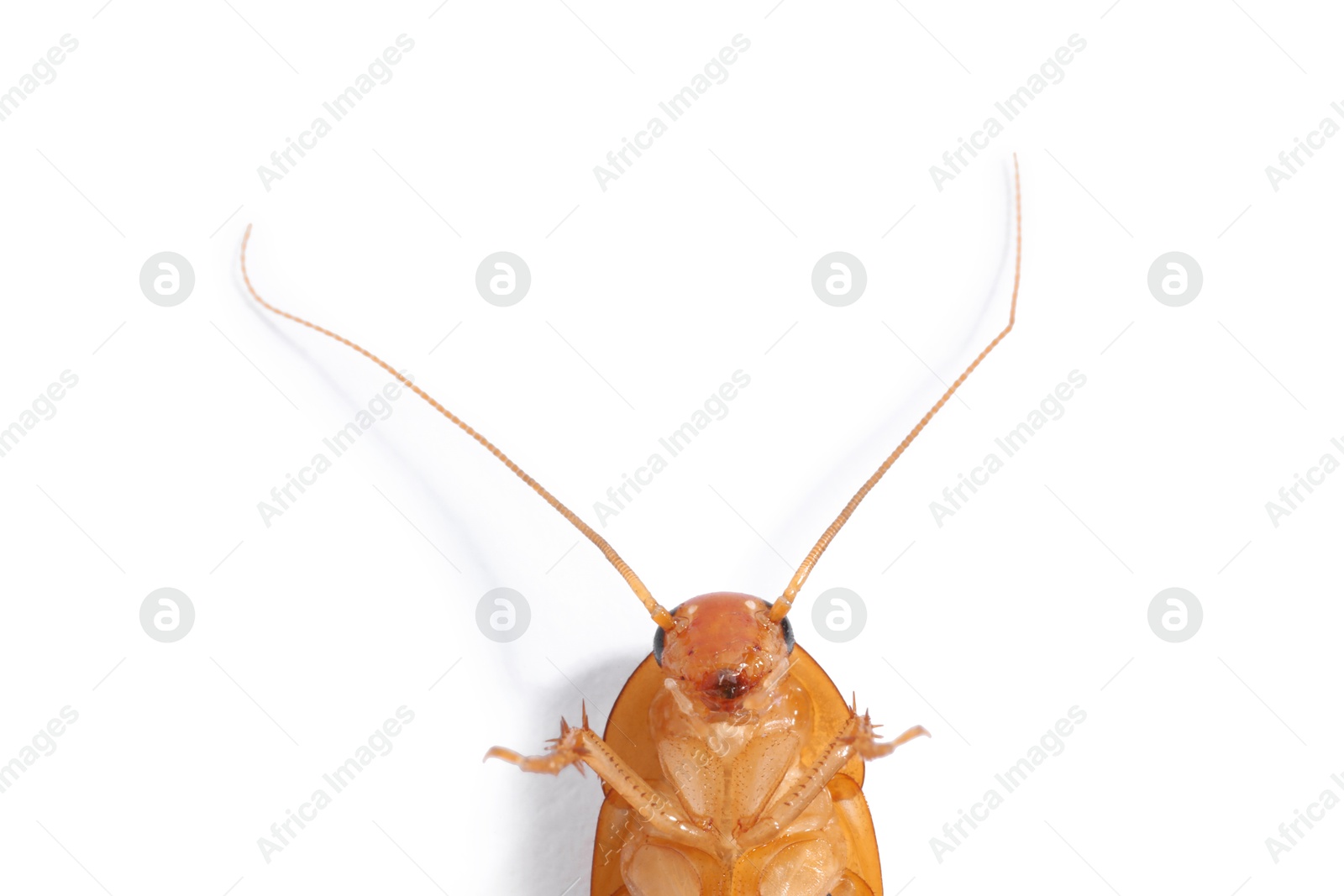 One cockroach on white background, top view. Pest control Photo of One cockroach on white background, top view. Pest control