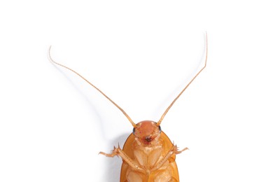 Photo of One cockroach on white background, top view. Pest control