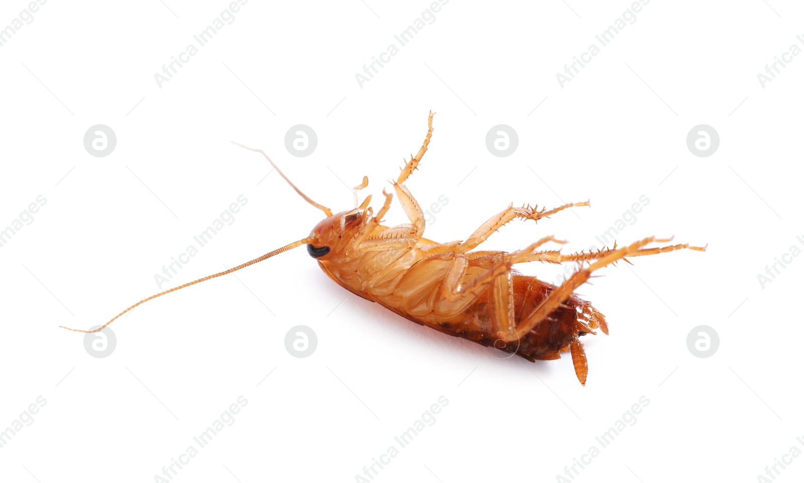 One cockroach on white background. Pest control Photo of One cockroach on white background. Pest control