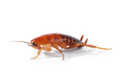 Photo of One cockroach on white background. Pest control