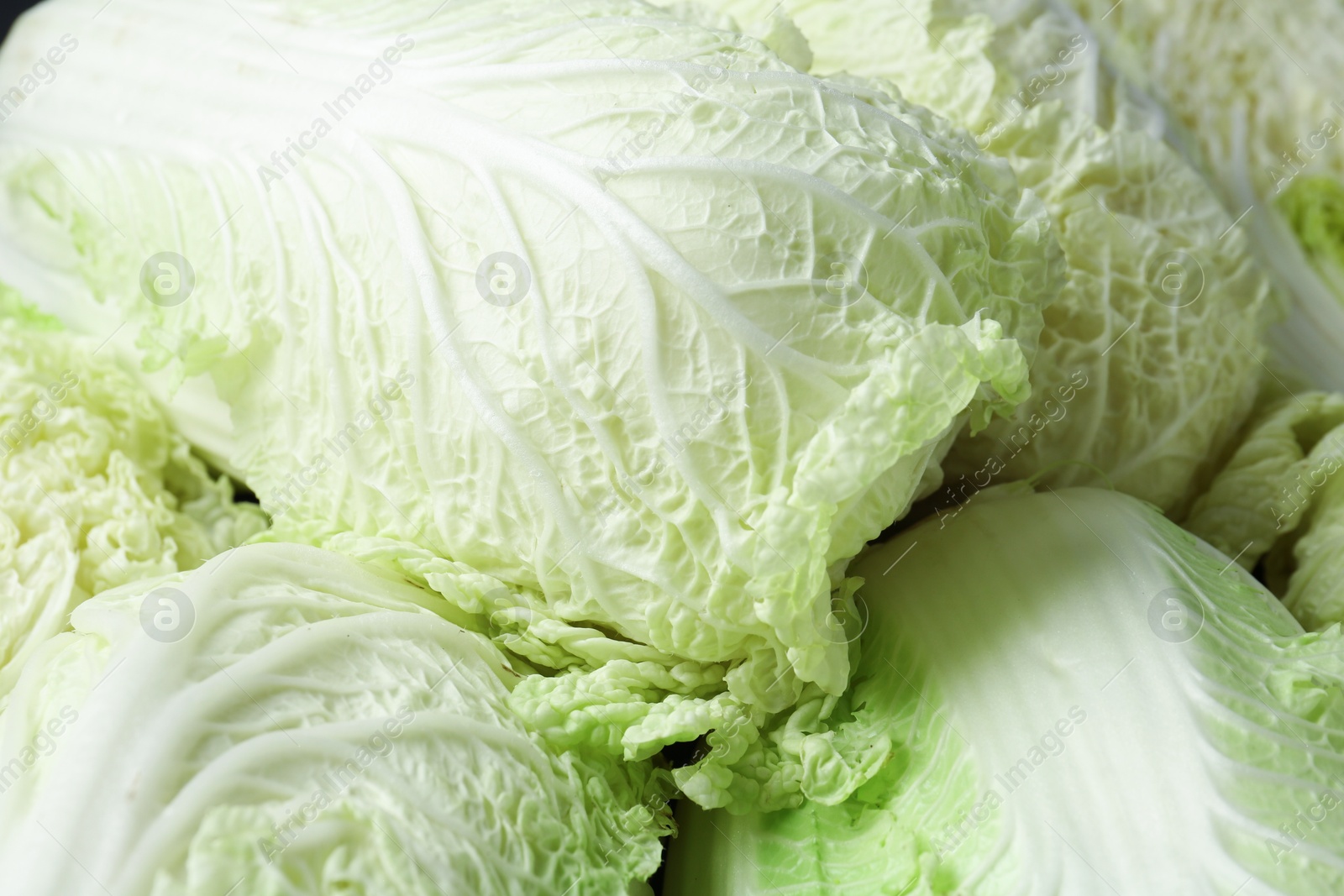 Many fresh Chinese cabbages as background, closeup Photo of Many fresh Chinese cabbages as background, closeup