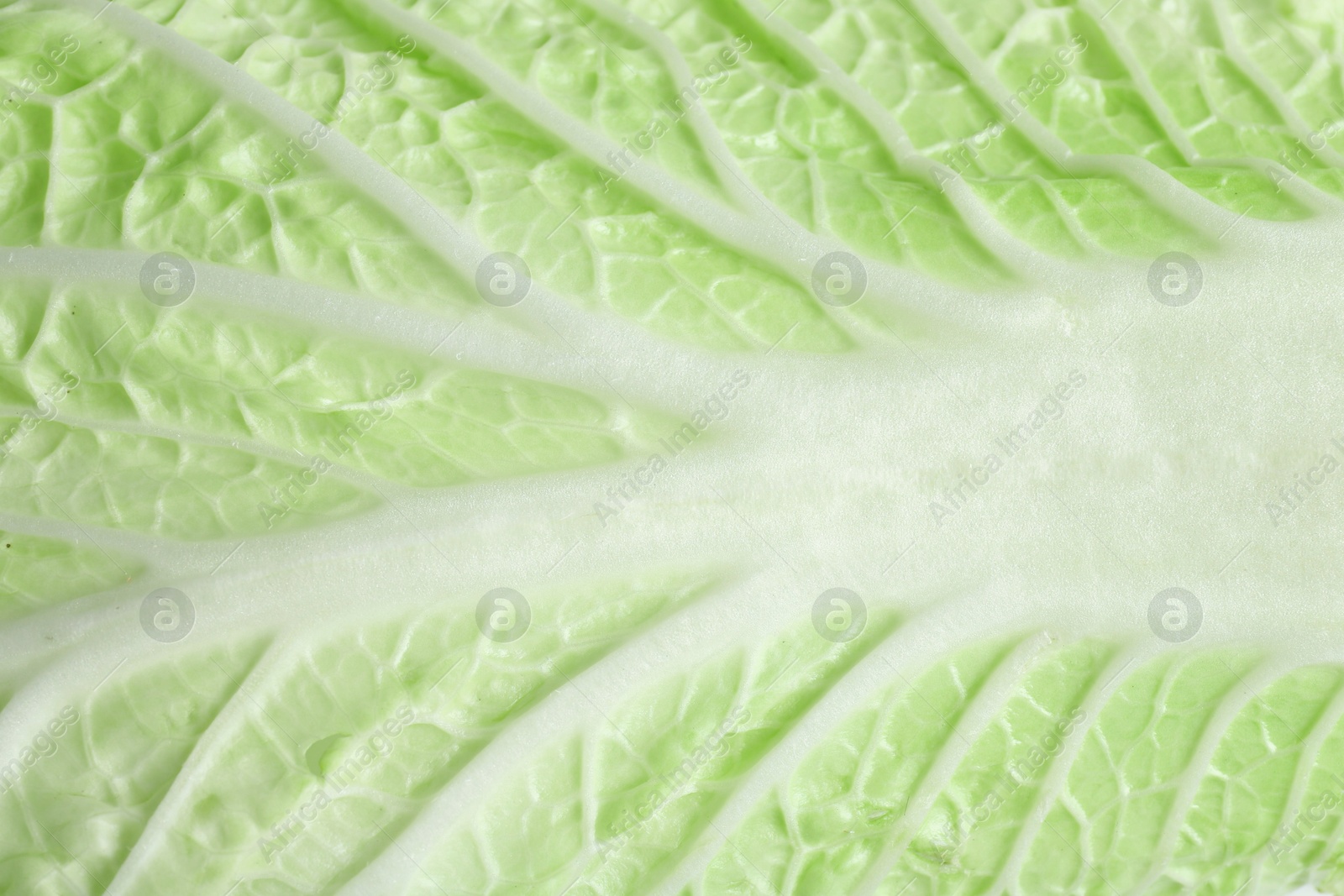 Photo of Leaf of fresh Chinese cabbage as background, top view