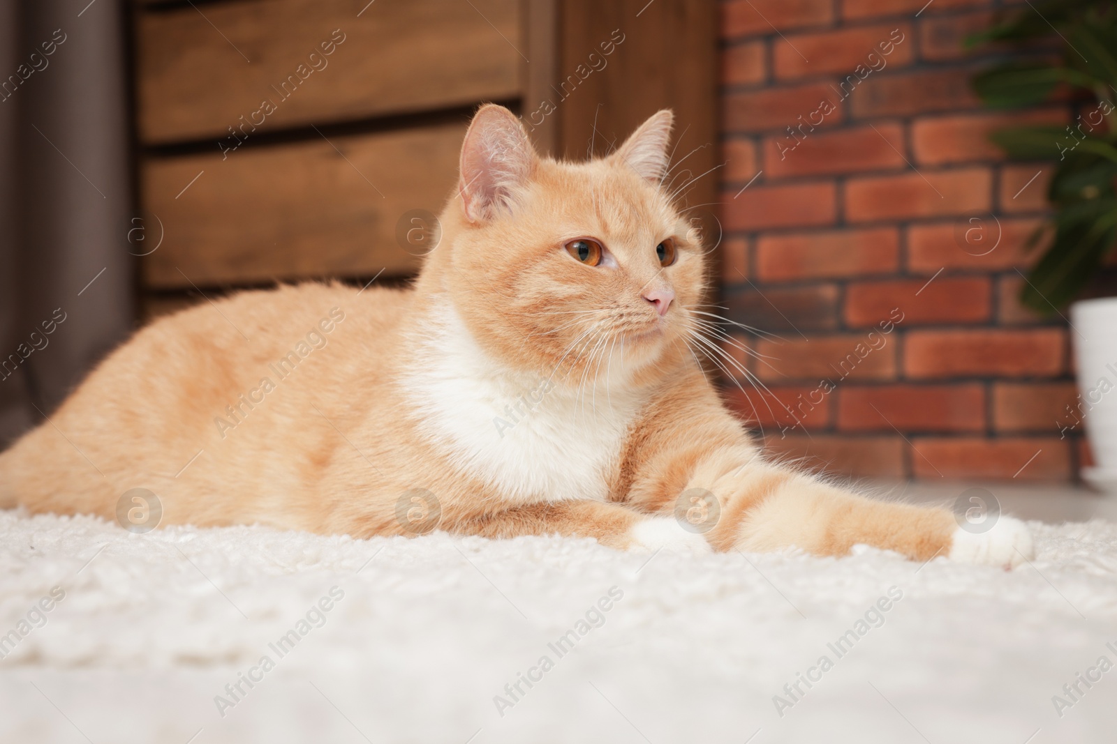 Cute ginger cat lying on floor at home Photo of Cute ginger cat lying on floor at home