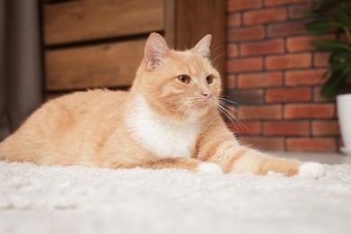 Photo of Cute ginger cat lying on floor at home