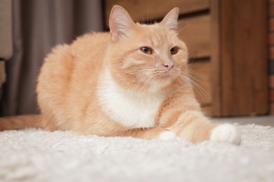 Photo of Cute ginger cat lying on floor at home