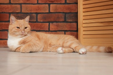 Photo of Cute ginger cat lying on floor at home