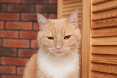 Photo of Cute ginger cat at home. Adorable pet