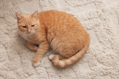 Photo of Cute ginger cat lying on floor at home, above view