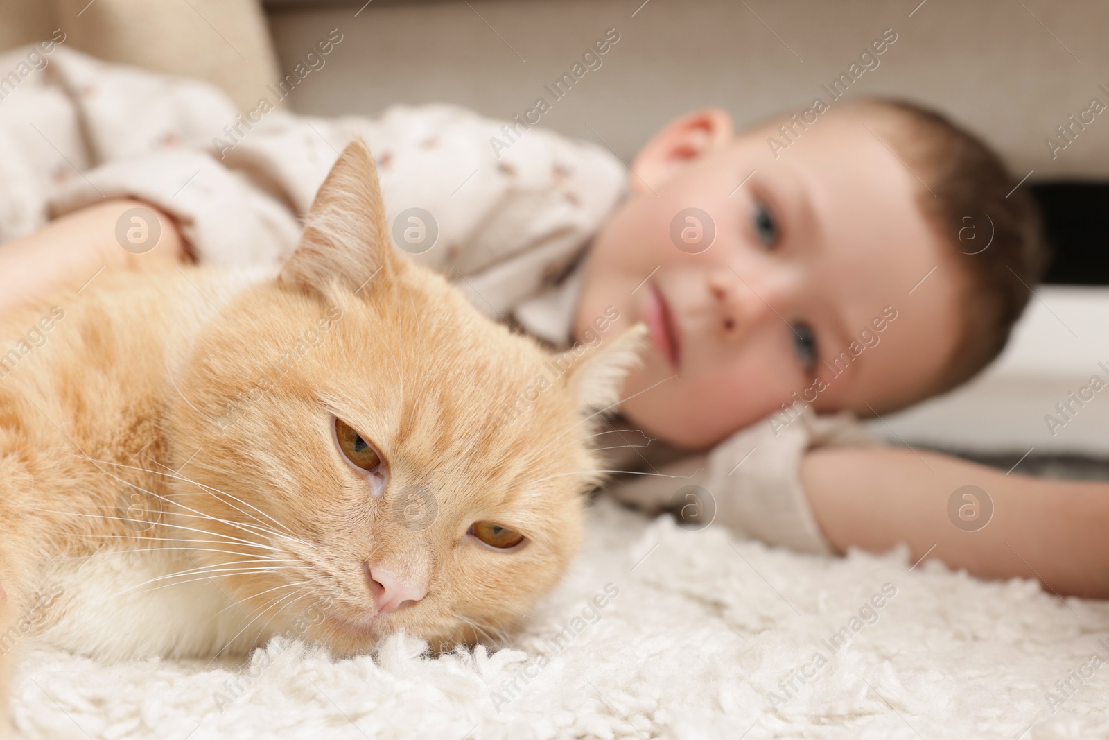 Little boy with his cute ginger cat at home, selective focus Photo of Little boy with his cute ginger cat at home, selective focus