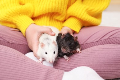Photo of Little girl with cute rats at home, closeup