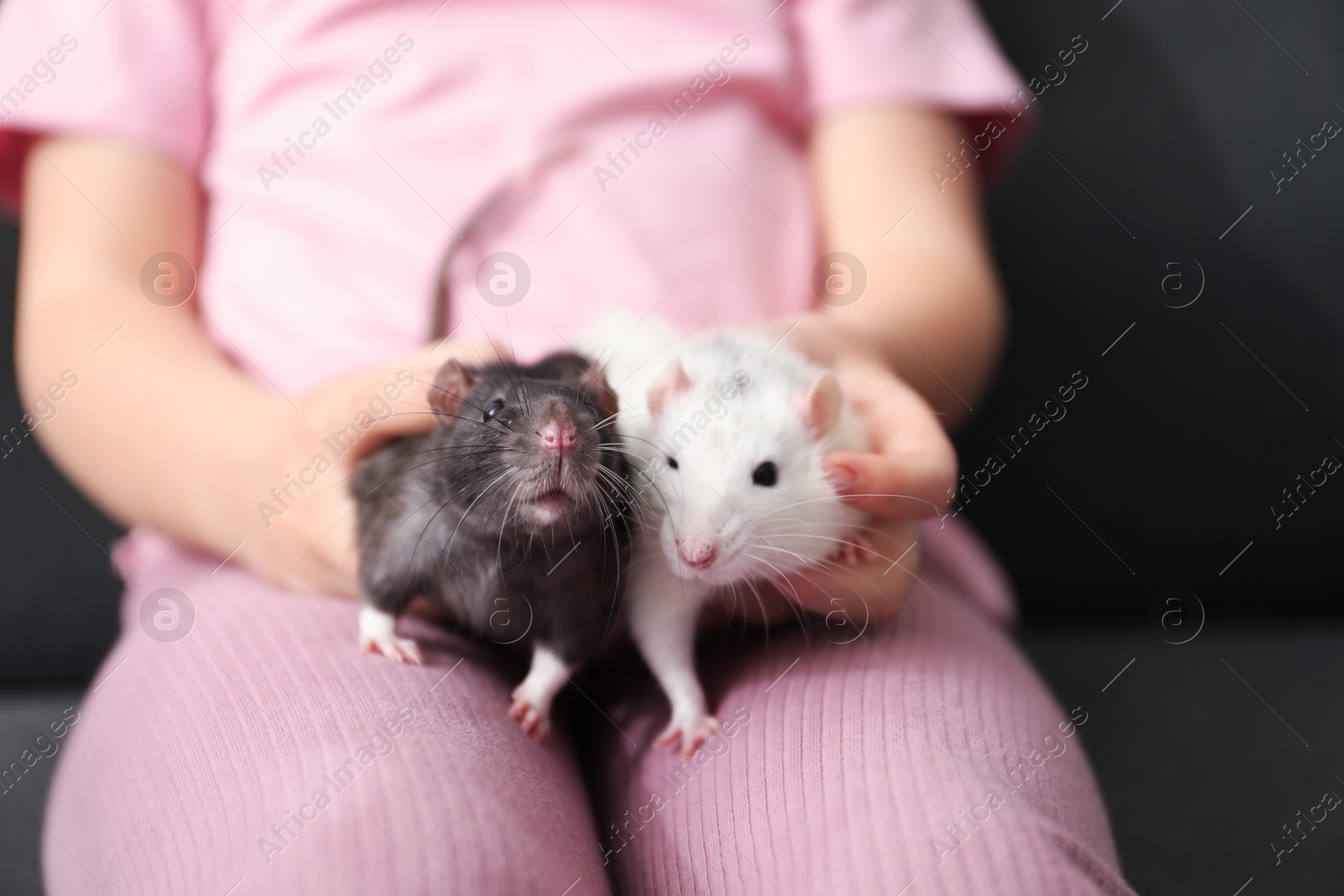 Little girl with cute rats on sofa at home, closeup Photo of Little girl with cute rats on sofa at home, closeup
