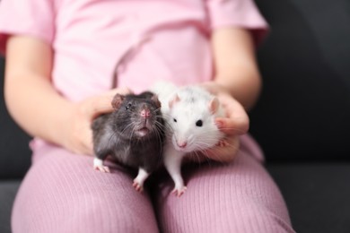 Photo of Little girl with cute rats on sofa at home, closeup