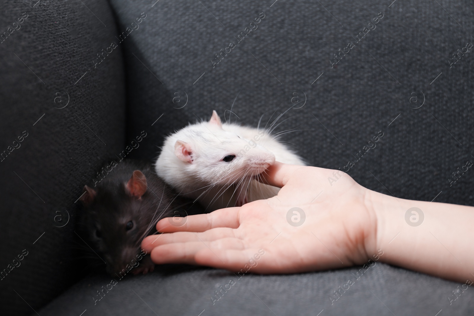 Little girl with cute rats on sofa at home, closeup Photo of Little girl with cute rats on sofa at home, closeup