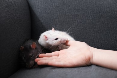 Photo of Little girl with cute rats on sofa at home, closeup