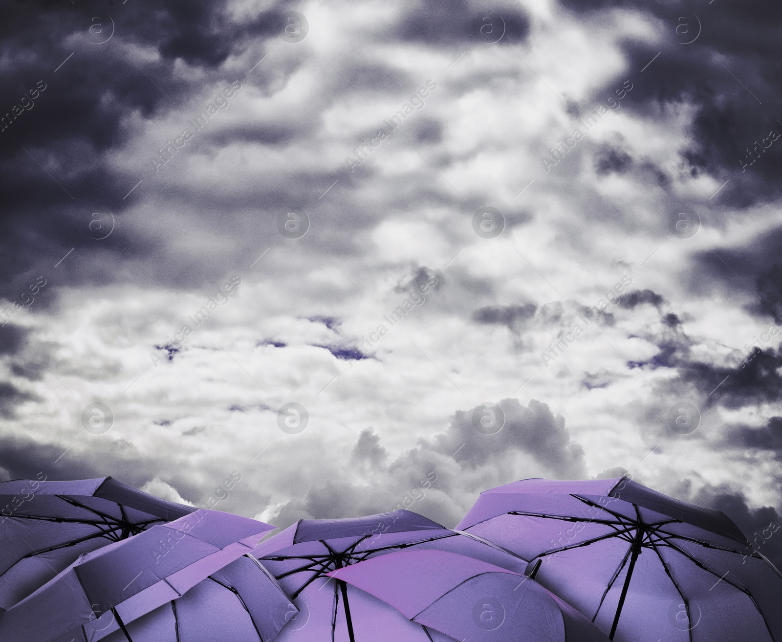 Purple umbrellas under dark cloudy sky. Stormy weather Image of Purple umbrellas under dark cloudy sky. Stormy weather