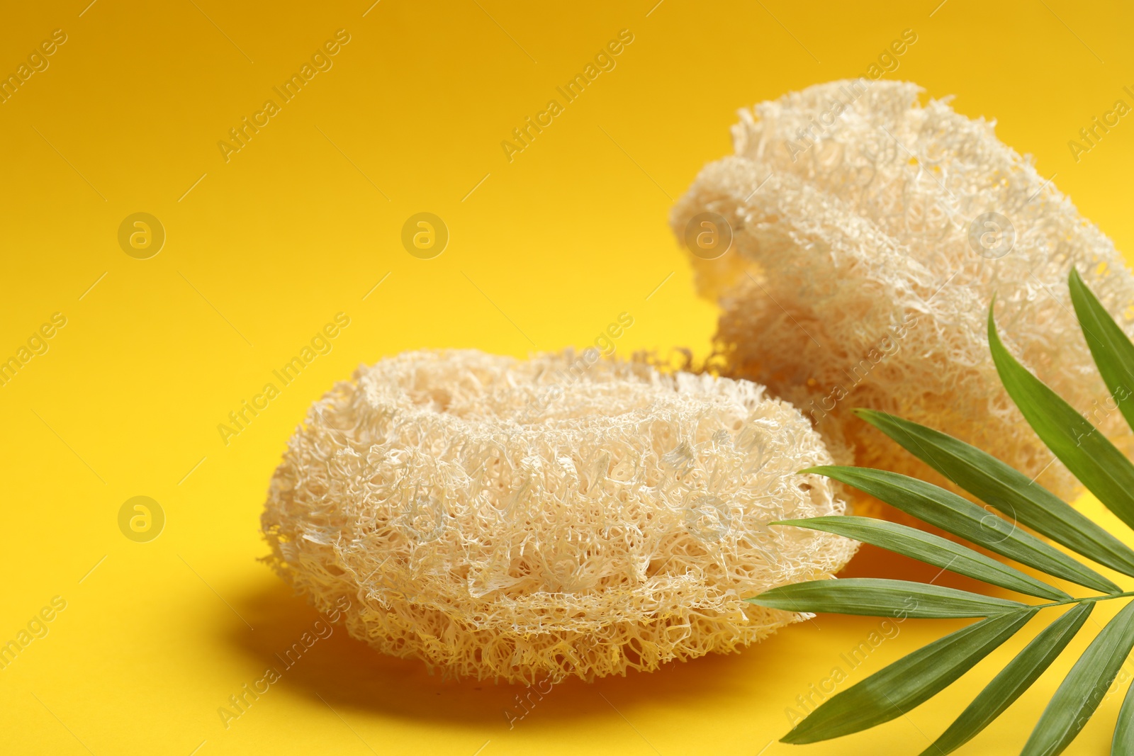 Natural loofah sponges and green twig on yellow background, closeup Photo of Natural loofah sponges and green twig on yellow background, closeup