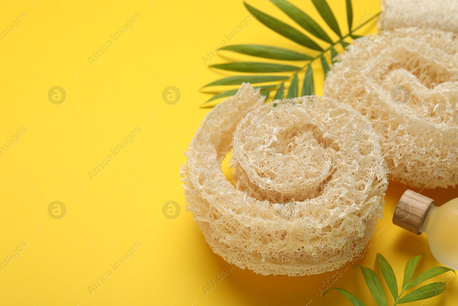 Natural loofah sponges, cosmetic product and green twigs on yellow background, closeup. Space for text Photo of Natural loofah sponges, cosmetic product and green twigs on yellow background, closeup. Space for text