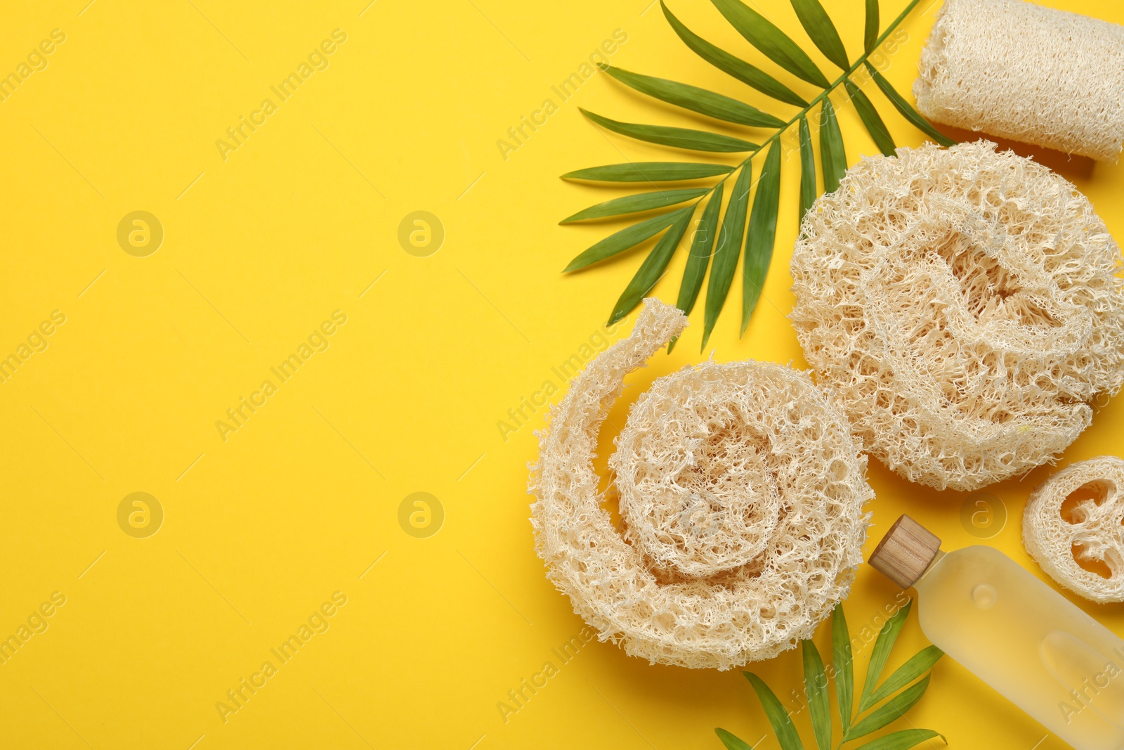 Natural loofah sponges, cosmetic product and green twigs on yellow background, flat lay. Space for text Photo of Natural loofah sponges, cosmetic product and green twigs on yellow background, flat lay. Space for text