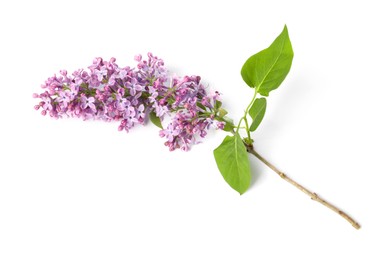 Photo of Branch with beautiful lilac flowers and leaves isolated on white, top view