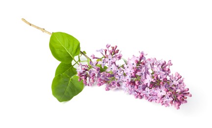 Photo of Branch with beautiful lilac flowers and leaves isolated on white