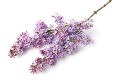 Photo of Branch with beautiful lilac flowers isolated on white