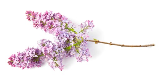 Photo of Branch with beautiful lilac flowers isolated on white, above view