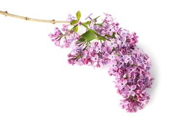 Photo of Branch with beautiful lilac flowers and leaves isolated on white, above view