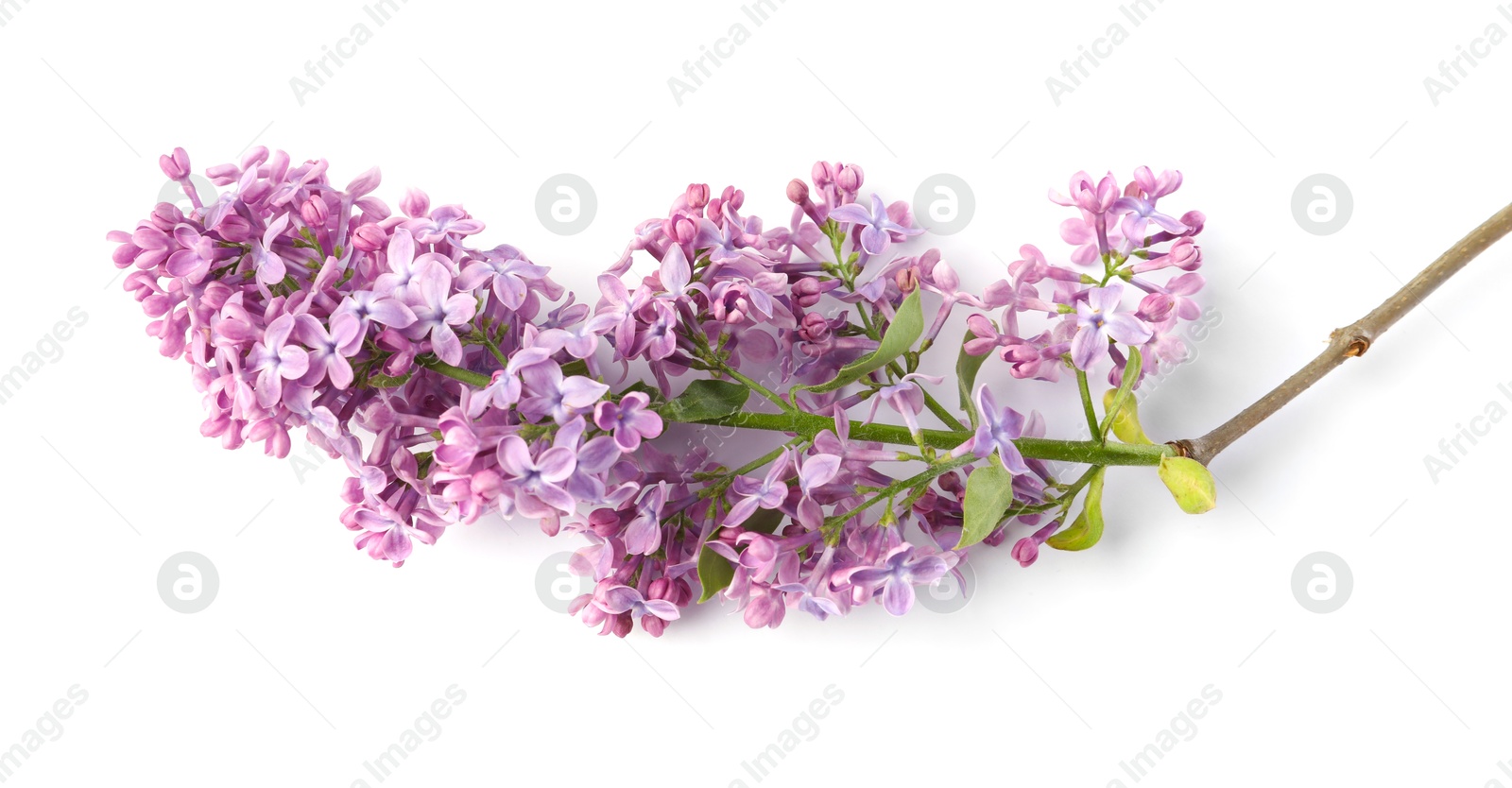 Branch with beautiful lilac flowers and leaves isolated on white, top view Photo of Branch with beautiful lilac flowers and leaves isolated on white, top view