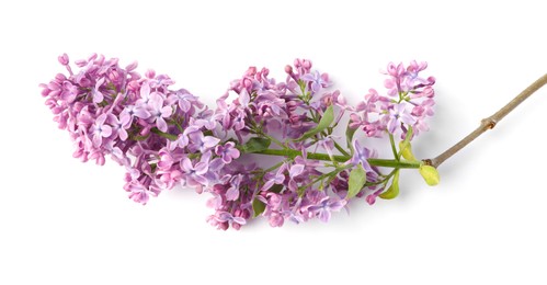 Photo of Branch with beautiful lilac flowers and leaves isolated on white, top view