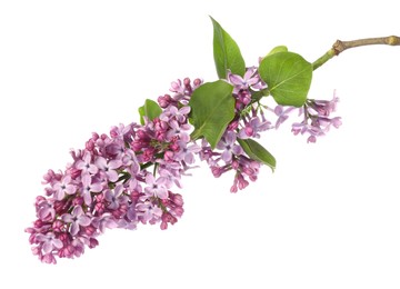 Photo of Branch with beautiful lilac flowers and leaves isolated on white