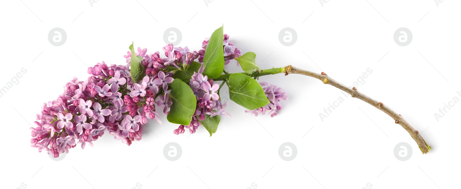 Branch with beautiful lilac flowers and leaves isolated on white, top view Photo of Branch with beautiful lilac flowers and leaves isolated on white, top view