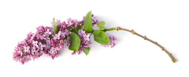 Photo of Branch with beautiful lilac flowers and leaves isolated on white, top view