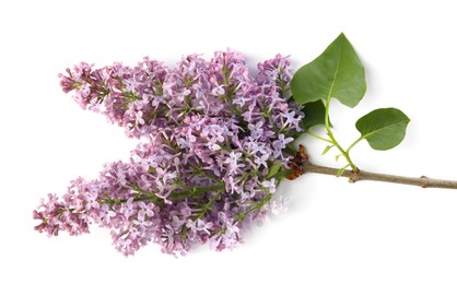 Photo of Branch with beautiful lilac flowers and leaves isolated on white, above view